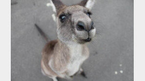 과학자가 말하길 “개·고양이는 최고의 펫 아니다”