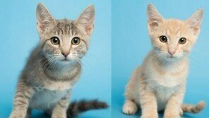 '대형마트에 시식하러?'..마트 냉장고에서 발견된 아기고양이