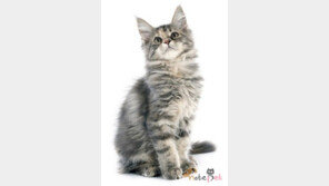 고양이 얼굴형으로 알아보는 3가지 성격