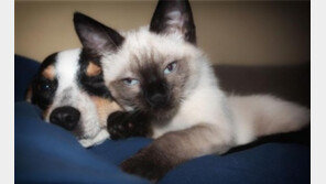 위험한 인터넷요법..“벼룩 잡으려다 펫 잡는다!”