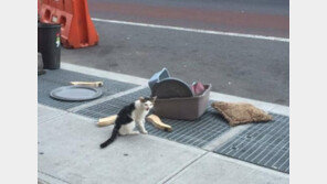 물건과 함께 버려진 고양이