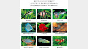 처음 시작하는 열대어 기르기