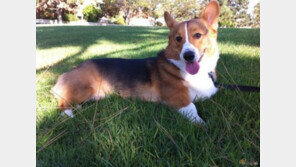 우리 강아지는 사람 나이로 몇 살일까?