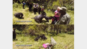 신혼여행 중 고릴라 공격 받은 女, 분홍색 옷에 흥분?