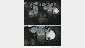 구글 어스에서 버스 크기 거미 발견?