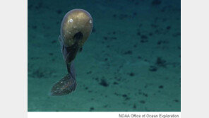 만화 캐릭터 같은 심해 장어