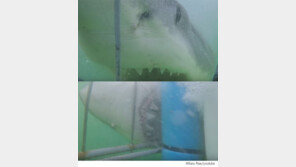 근접 촬영한 남아공 상어 체험 관광, 공포