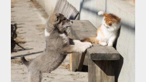 퍼피 트레이닝? 그게 뭔가요?