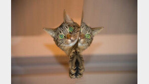 종일 졸졸졸..화장실까지 따라오는 고양이 왜?