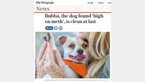 美 마약중독견의 해피엔딩 스토리