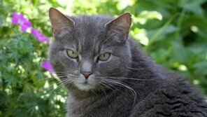 “새 집 사시면 고양이 못 키웁니다!”