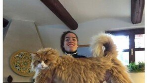 세계에서 가장 큰 고양이 '메인 쿤'