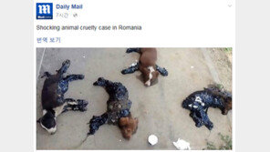 검은 타르에 뒤덮인 채 발견된 강아지들 ‘끔찍’…누리꾼 공분