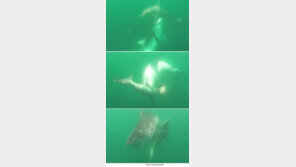 타이거 상어가 귀상어를…상어들의 혈투 ‘포착’