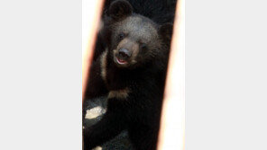 “北, 당 간부 위해 중국서 곰쓸개 수입 활발…‘男에 좋아’ 소문에 인기”