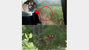 ‘코 앞에 호랑이가…’ 휴대전화 카메라로 인삼밭의 호랑이 포착