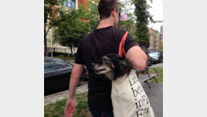 뉴욕에서 남자들이 큰 개를 백에 넣고다니는 이유