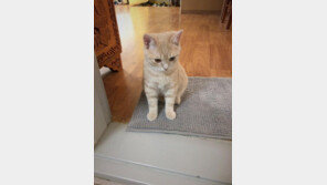 '베테랑집사가 초보집사에게' 조언 6가지