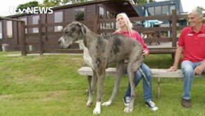 뒷발로 서면 키 2m ‘훌쩍’ …“말 아닌 개 라고?”