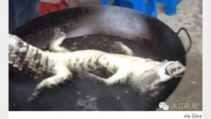 ‘멸종 위기 악어 요리’ 논란