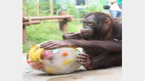 동물의 여름나기, 특별 영양식으로