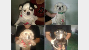 강아지농장서 종견 등 6마리 버려져