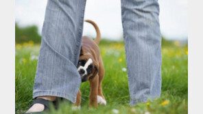 우리집 개가 사고쳤을때를 대비한 보험이 있다