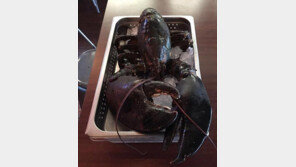 식탁 위에 오를 뻔한 ‘110세’ 초대형 랍스터, 구사일생 했지만 결국…