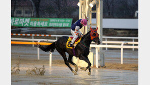 [콤팩트뉴스] 국산 2군 최강 3세마는?