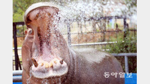 ‘물 맞는’ 하마