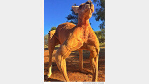 사람 팔을 닮은 근육, 우락부락 캥거루