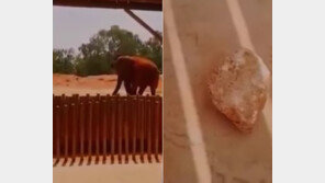 코끼리가 던진 돌에 맞아…아빠 목말 타고 구경하던 7세 소녀 사망