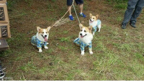 해수욕장에 간 개밥남 '대·중·소'