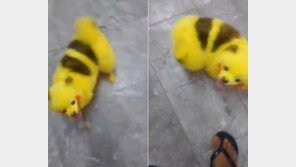 노란색 몸+빨간색 볼터치…피카츄 흉내 염색 ‘개카츄’ 영상 논란