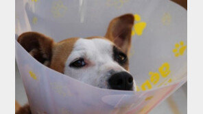 강아지, 고양이 눈물 자국 원인과 치료방법!