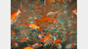 금붕어 한 마리만 키우면 불법!