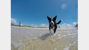 주인은 신나는 여름휴가, 개는 겁나 위기!