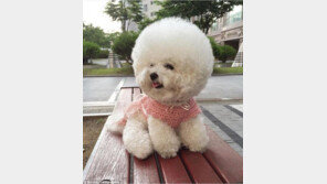 '내가 제일 잘 나가'..비숑프리제 '토리'