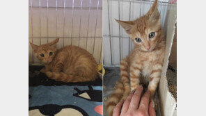 [단독] 효린이 구출한 고양이에 일어난 ‘작은 기적’