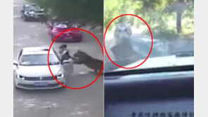 [영상]‘호랑이 피격 女 2명 사상’ 동물원서 차량 습격 사고, 이빨로 범퍼를…