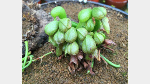 쥐도 잡아먹는 ‘네펜데스’..'식충식물 보러가자!'