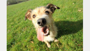 동물보호소 갈 만 했다?..'실제와 다른 편견 4가지'