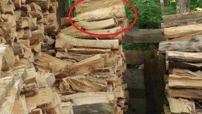 통나무 장작더미 사진? 잠자는 고양이 사진!