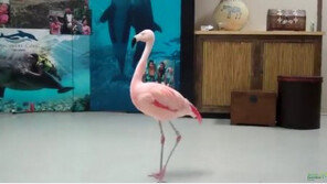 이렇게 예쁜데 왜…관람객이 내동댕이친 플라밍고 결국 안락사
