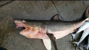 경북 영덕 앞바다서 상어 발견, 과거 상어 출몰 사례 살펴보면…