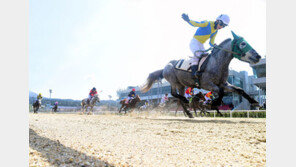 제주 조랑마, 61년만에 서울 나들이