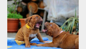 펫로스 증후군 극복하기!