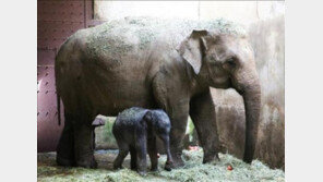 ‘탄생’, ‘탄생’, ‘또 탄생’..잇따른 경사