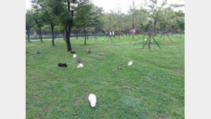 ‘월미공원서 방사된 토끼와 놀자’