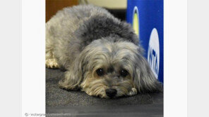 리우 올림픽 美선수들, "반려동물이 힘의 원천"